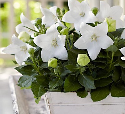 Balloon Flower White 